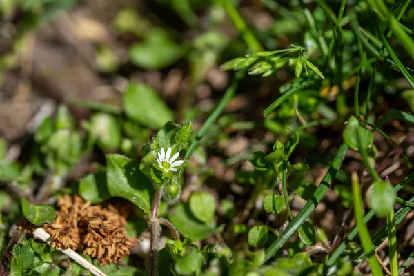 Vollrahmen Textur Hintergrundansicht Von Vogelmierblumen Stellaria Media Mit Winzigen Weißen — Stockfoto