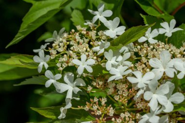 Küçük bir kızılcık (viburnum trilobum) çalısı üzerinde çiçek açan soyut arkaplan ve tomurcukların tam çerçeve dokusu.