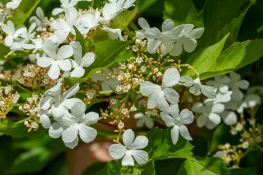 Küçük bir kızılcık (viburnum trilobum) çalısı üzerinde çiçek açan soyut arkaplan ve tomurcukların tam çerçeve dokusu.