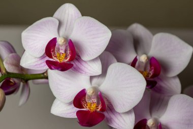 Bu resim, güzel beyaz ve koyu kırmızı renk falanopsis orkide çiçeğinin nötr katı arka plan ve kopyalama alanının bir dalının makro soyut dokuma görünümünü gösterir..