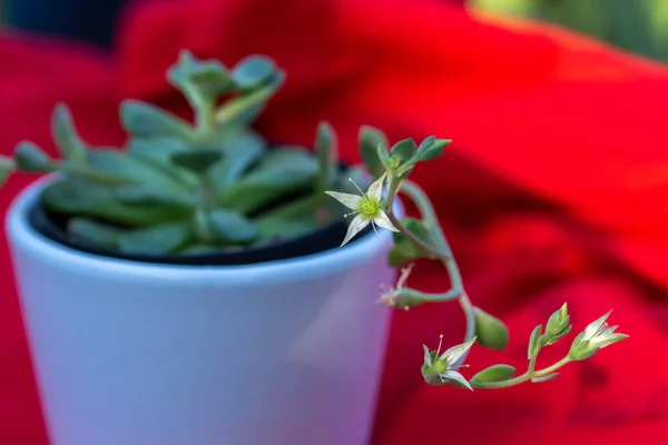 Vista Macro Abstracta Flores Diminutas Una Planta Interior Suculenta Graptoveria — Foto de Stock