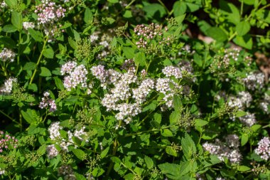 Bu resim, parlak yaz güneşi altında küçük pembe çiçeklerin küçük bir cüce spirea (spiraea japonica) üzerinde çiçek açtığını ve tomurcuklandığını gösteriyor..