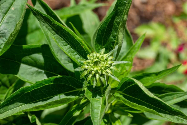 Gambar Ini Menunjukkan Pandangan Atas Makro Dari Tanaman Coneflower Echinacea — Stok Foto