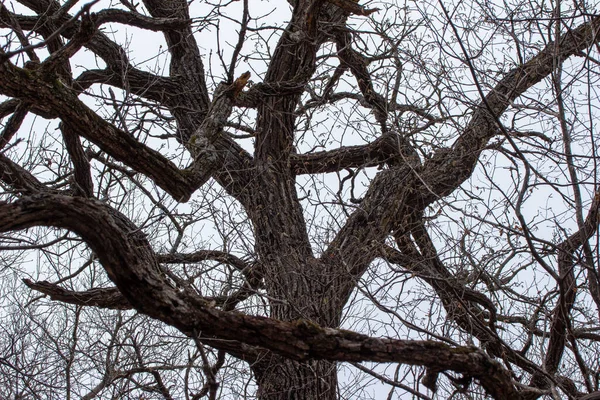 ねじれた枝と頑丈な樹皮を持つ秋の裸の落葉樹の低い角度のテクスチャビュー および曇りの空の背景 — ストック写真
