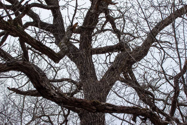 Vista Struttura Angolo Basso Una Stagione Autunno Albero Deciduo Nudo — Foto Stock