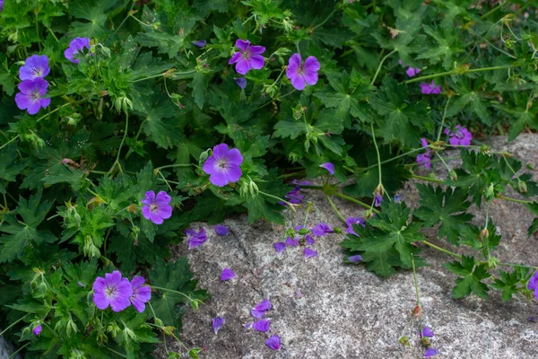 Cette Image Montre Une Vue Gros Plan Paysager Fleurs Fraîches — Photo