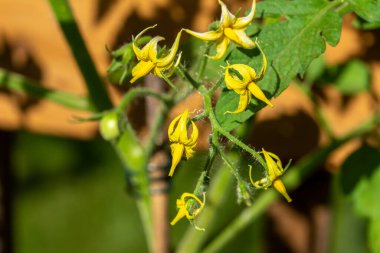 Parlak, güneşli bir günde yeşil bir domates ağacında ortaya çıkan sarı çiçeklerin makro görüntüsü.