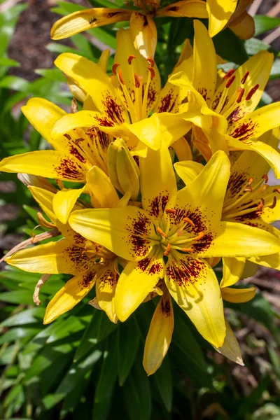 Close Widok Piękny Duży Jasny Żółty Kwiat Kwiaty Azjatyckiej Lilii — Zdjęcie stockowe