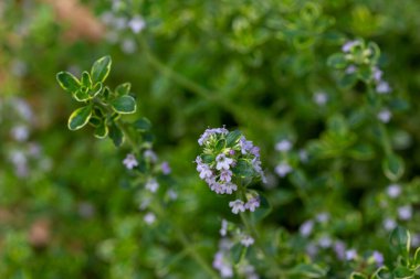 Bu resim, güneşli bir bitki bahçesindeki çeşitli limonlu kekik bitkilerinin üzerinde ortaya çıkan küçük çiçeklerin makro ve soyut bir görünümünü gösteriyor..