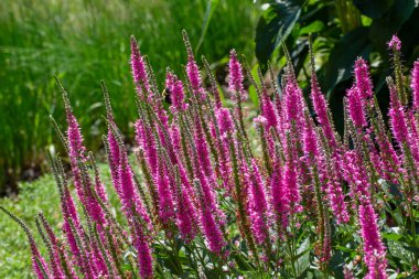 This image shows a close up texture landscape view of veronica spicata (spiked speedwell) flowers in bloom in a sunny ornamental garden. clipart