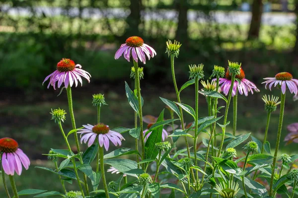 Esta Imagen Muestra Jardín Natural Con Flores Color Púrpura Diferentes — Foto de Stock