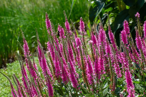 Изображение Показывает Крупным Планом Текстуру Пейзажа Вероника Spicata Шипами Speedwell — стоковое фото