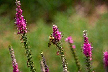 Bu görüntü, çekici bir dikenli sürat (Veronica Spicata) bitkisinin çiçek çiçekleriyle beslenen polen yaban arısının soyut bir makro görüntüsünü gösteriyor..