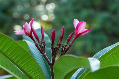 Tomurcuklanan pembe plumeria (frangipani) çiçek çiçeklerinin yakın çekim soyut dokuma görünümü, dış plan çözülmüş