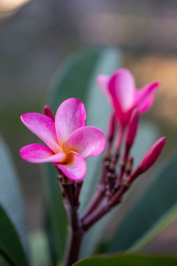 Tomurcuklanan pembe plumeria (frangipani) çiçek çiçeklerinin yakın çekim soyut dokuma görünümü, dış plan çözülmüş