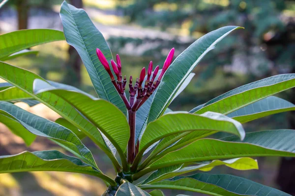 萌芽中的玫瑰粉红水仙花 Frangipani 的近景抽象纹理视图 室外背景不集中 — 图库照片