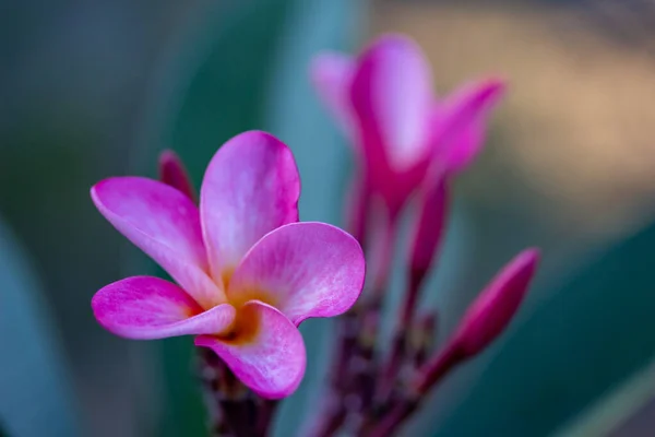 Detailní Abstraktní Pohled Růžové Květy Plumerie Frangipani Rozostřeným Venkovním Pozadím — Stock fotografie