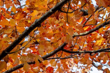 Parlak sonbahar renk akçaağaç yapraklarının soyut dokusu hafif bir esintiyle hareket eder