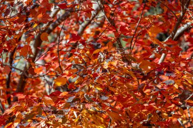Parlak sonbahar renk akçaağaç yapraklarının soyut dokusu hafif bir esintiyle hareket eder