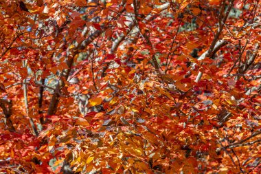 Parlak sonbahar renk akçaağaç yapraklarının soyut dokusu hafif bir esintiyle hareket eder