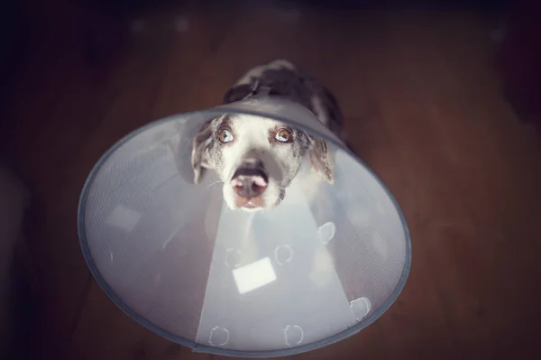 Luisiana perro leopardo con collar electrónico, cono de mascota, collar de seguridad, después de la cirugía sentado en el suelo de madera y mirando muy triste. Perro triste con hermosos ojos — Foto de Stock