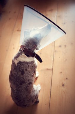 Louisiana leopar köpeği, e-yakalı, evcil hayvan konisi, güvenlik tasması, ameliyattan sonra tahta zeminde oturuyor ve çok üzgün görünüyor. Güzel gözleri olan üzgün bir köpek.