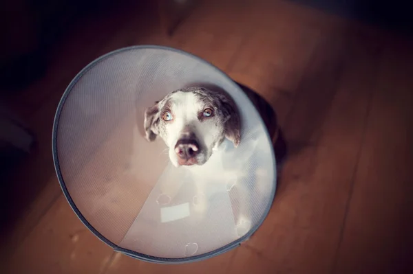 Louisiana leopar köpeği, e-yakalı, evcil hayvan konisi, güvenlik tasması, ameliyattan sonra tahta zeminde oturuyor ve çok üzgün görünüyor. Güzel gözleri olan üzgün bir köpek.