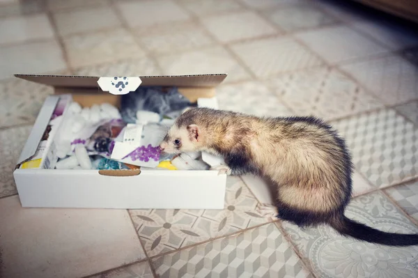 Los hurones jóvenes examinan la caja de juego. Animal curioso mascota en casa con juguetes — Foto de Stock