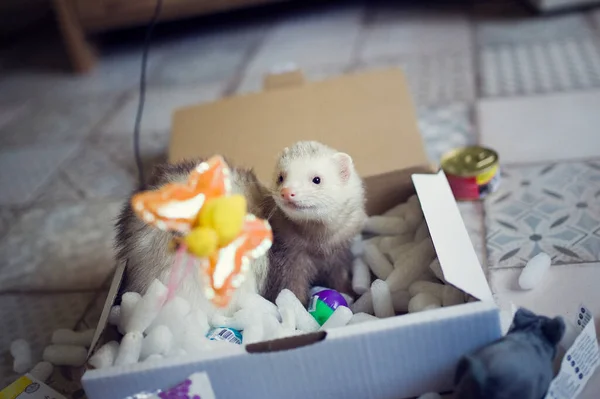 El hurón joven juega en la caja de juego. Animal curioso mascota en casa con juguetes — Foto de Stock