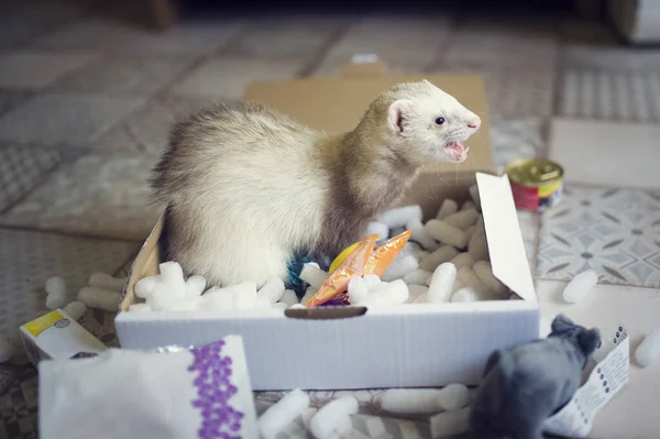 El hurón joven juega en la caja de juego. Animal curioso mascota en casa con juguetes — Foto de Stock