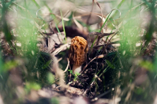 Fungi Verpa bohemica, běžně známý jako vrásčitý náprstek-čepice nebo rané krtka zblízka. česká jedlá lahodná jarní houba, vyrůstající v trávě na jaře po tání sněhu — Stock fotografie