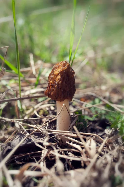 Fungi Verpa bohemica, běžně známý jako vrásčitý náprstek-čepice nebo rané krtka zblízka. česká jedlá lahodná jarní houba, vyrůstající v trávě na jaře po tání sněhu — Stock fotografie