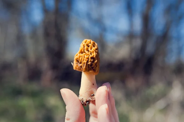 Fungi Verpa bohemica, běžně známý jako vrásčitý náprstek-čepice nebo rané krtka zblízka. České jedlé lahodné jarní houby v ruce — Stock fotografie