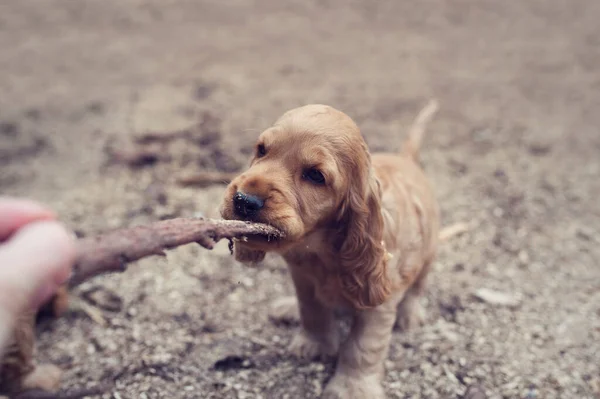 Küçük şirin İngiliz Cocker Spaniel köpek yavrusu çubuğu ısırıyor.