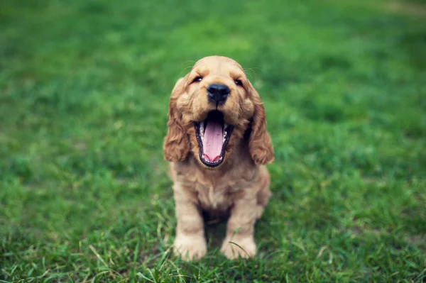 Küçük tatlı altın rengi İngiliz cocker spanyel köpek yavrusu bahçede oturuyor ve esniyor.