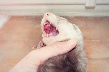 Sincap hücreli gelincik kanseri, epidermoid karsinomu olarak bilinir. Ağızda kanser olan gelincik.