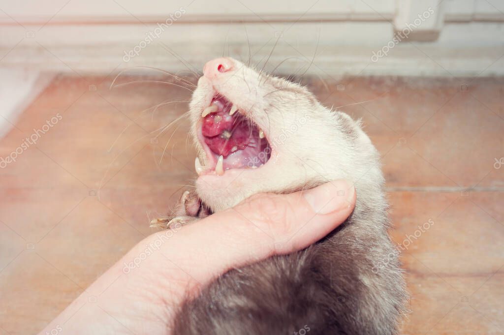 Хорёк с плоскоклеточной карциномой, известной как эпидермоидная