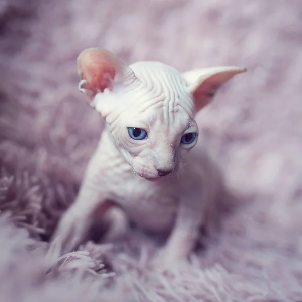 Gatinho sem pêlos com grandes olhos azuis olha em volta. Retrato sphynx jovem gato em cobertor de pele violeta. Raça de gato doméstico antialérgico sem pêlos nu com orelhas grandes. Pequeno gatinho rosa doce. — Fotografia de Stock