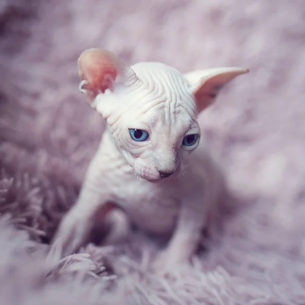 Chaton sans poils avec de grands yeux bleus regarde autour. Portrait sphynx jeune chat en couverture de fourrure violette. Nu sans poils antiallergiques race de chat domestique avec de grandes oreilles. Petit chaton rose doux. — Photo