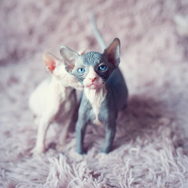 Hairless kittens with big blue eyes looks into the camera. Portrait sphynx young siblings cats in violet fur blanket. Naked hairless antiallergic domestic cat breed with big ears. Small sweet kitty. — Stock Photo, Image
