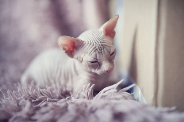 青い目をした毛のない子猫が周りを見回しています。紫色の毛皮の毛布の中の肖像スフィンクスの若い猫。大きな耳を持つ裸の毛のない抗アレルギー性の家畜の品種。小さな甘いピンクの子猫. — ストック写真