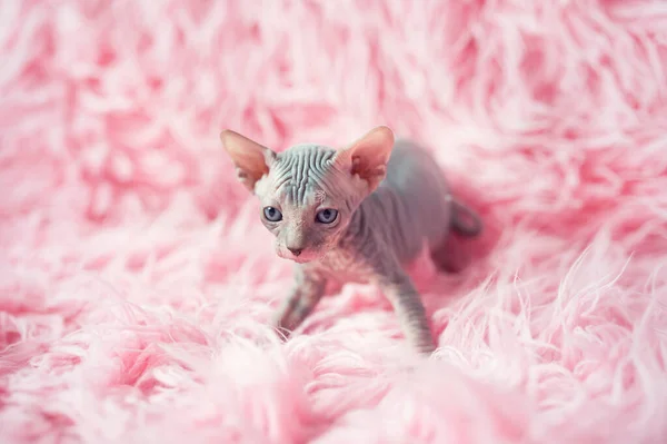 Hairless kitten with big blue eyes looks around. Portrait sphynx young cat in pink fur blanket. Naked hairless antiallergic domestic cat breed with big ears. Small sweet pink kitty. — Stock Photo, Image