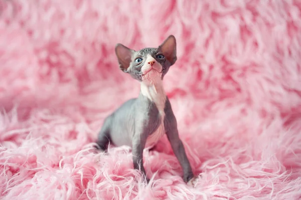 Büyük mavi gözlü tüysüz kedi yavrusu etrafına bakıyor. Pembe kürk battaniyeli genç kedi portresi. Çıplak, tüysüz, alerjik olmayan, büyük kulaklı evcil kedi. Küçük tatlı pembe kedicik.