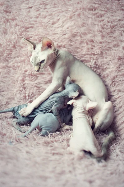Sphynx Cat Mom Breastfeeds Her Little Babies Milk Portrait Sphynx — Stock Photo, Image