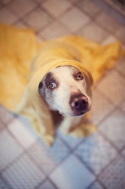 Katahoula - Louisiana leopar köpeği banyodan sonra. Islak köpek havlunun altından üzgün görünüyor. - Banyo yapmak istemiyorum. Tatlı sevimli hayvan