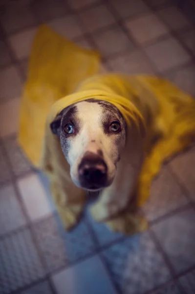 Catahoula ルイジアナヒョウの犬風呂の後 ぬれた犬はタオルの下から悲しく見える 風呂には入れたくない 可愛いペット — ストック写真