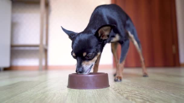 Piccolo Cane Nero Della Razza Terrier Giocattolo Beve Latte Una — Video Stock