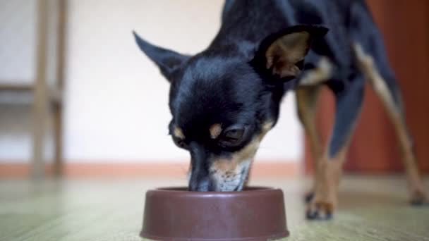 おもちゃのテリアの小さな黒い犬は 茶色のプラスチック製のボウルから牛乳を飲みます 接近中だ ペットへの愛の概念 — ストック動画