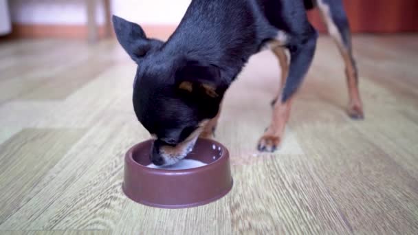 Oyuncak Terrier Cinsinin Küçük Siyah Köpeği Kahverengi Plastik Bir Kaseden — Stok video