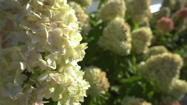 夏の庭で茂みを開花させます 夏の庭では 夏の終わりにアジサイの美しい白緑色の花を咲かせます — ストック動画